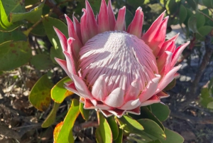 Guided Forest Hike Tour on Table Mountain, Cape Town