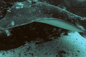 Experiencia de esnórquel guiada: el bosque marino africano