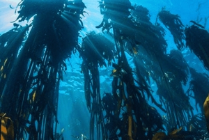 Experiencia de esnórquel guiada: el bosque marino africano