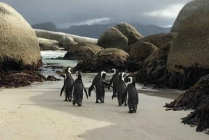Pół dnia na plaży Boulders i spotkanie z pingwinami