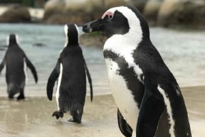 Mezza giornata di Boulders Beach e incontro con i pinguini