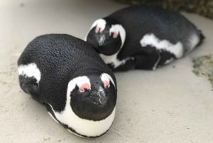 Полдня на пляже Боулдерс и встреча с пингвинами