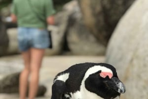 Meio dia em Boulders Beach e encontro com pinguins