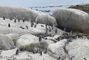 Half Day Boulders Beach Penguin tour