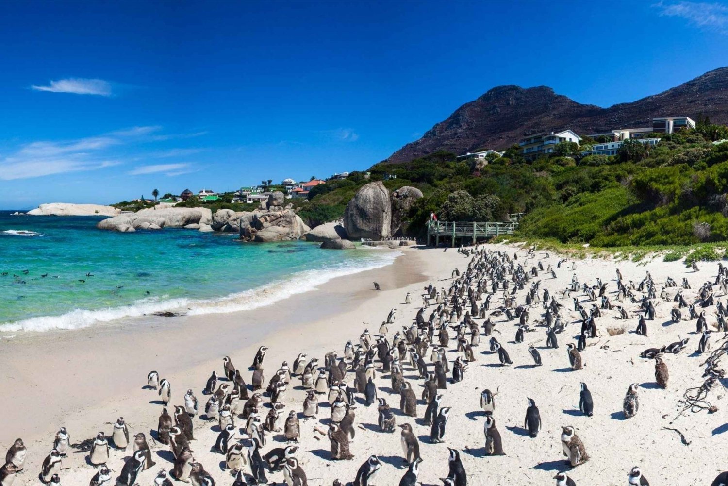 Meio dia: Penguins Boulders Beach (grupo pequeno)