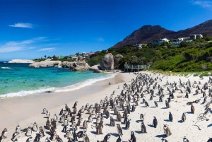 Halvdagstur: Penguins Boulders Beach (liten gruppe)