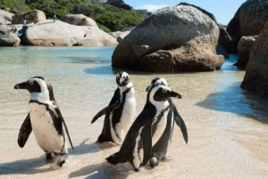 Meio dia: Penguins Boulders Beach (grupo pequeno)