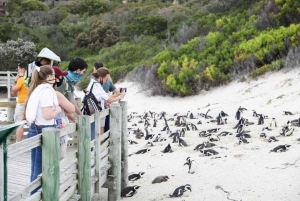 Mezza giornata: Penguins Boulders Beach (Piccolo gruppo)