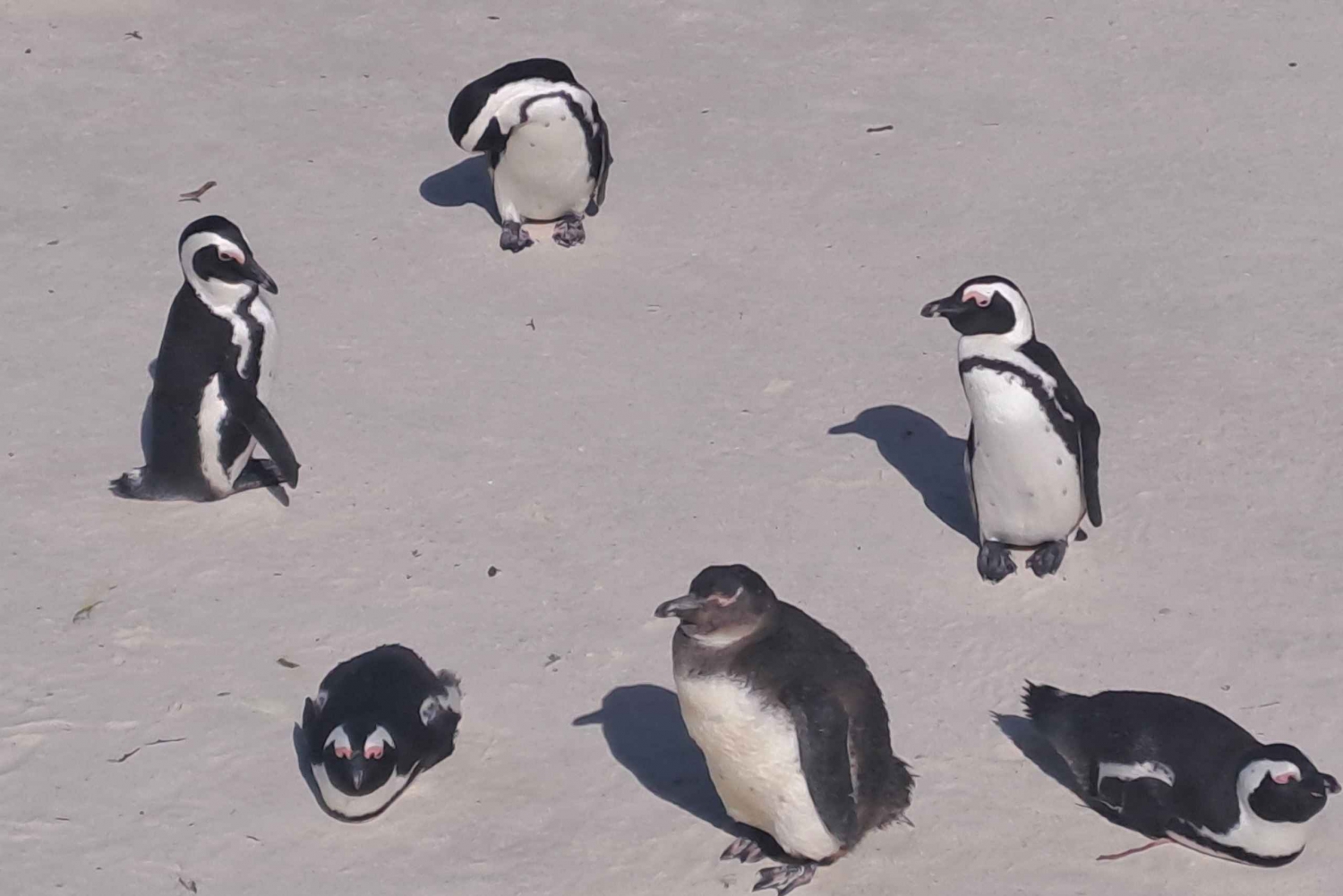 Visite d'une demi-journée à la colonie des pingouins et dégustation de vin à Constantia