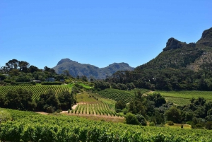 Half Day Penguins Colony and Constantia Wine Tasting Tour