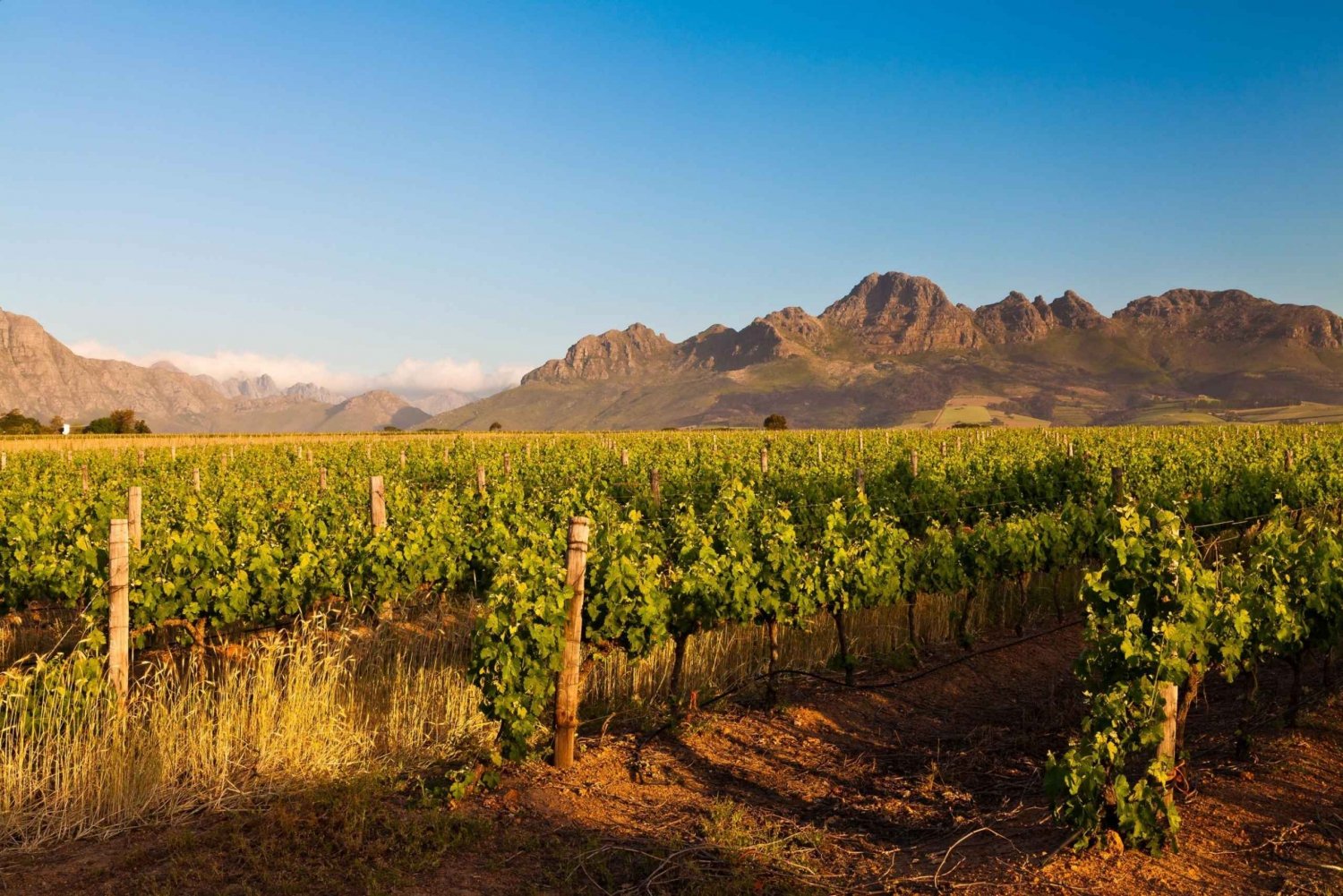 Fra Cape Town: Halvdagstur til vinregionen Stellenbosch