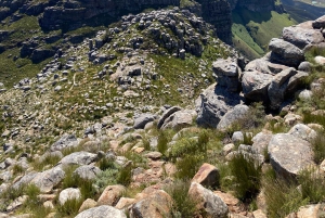 Helderberg West Peak: excursión guiada por los pintorescos viñedos del Cabo