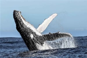 Helikopteri maisemalento Kapkaupunki 20 minuuttia