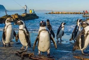 Hermanus: Traslado al aeropuerto