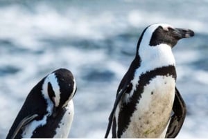 Hermanus-halvdagstur pluss pingvintur fra Cape Town