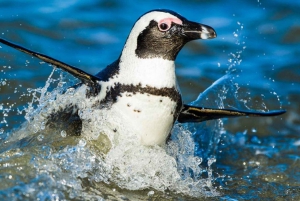 Excursão de meio dia a Hermanus mais excursão aos pinguins saindo da Cidade do Cabo