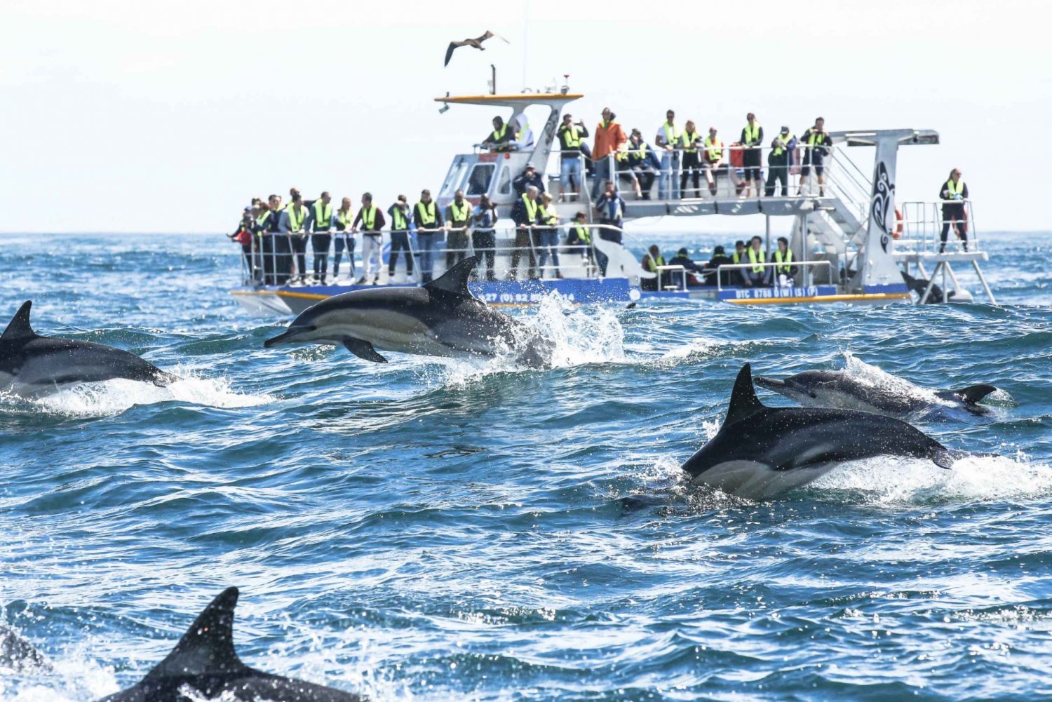 Observation des baleines et visite privée des vignobles d'Hermanus (journée complète)