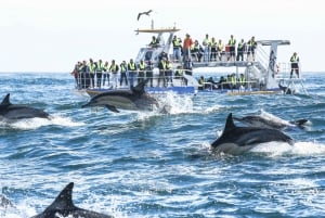 Наблюдение за китами в Херманусе и частный тур на целый день в Винные земли
