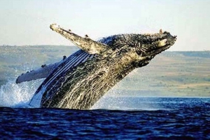 Observation des baleines et visite privée des vignobles d'Hermanus (journée complète)