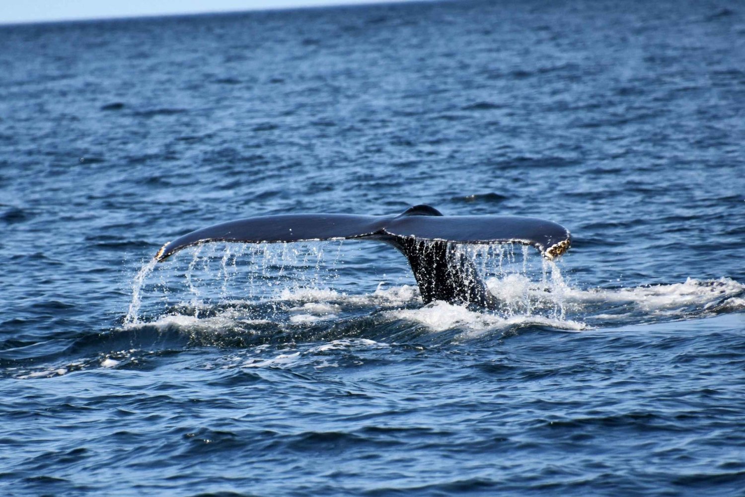 Hermanus: Walbeobachtungstour mit Besuch der Pinguinkolonie
