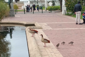 ハイグラウンド：ケープタウンのストリートアートと地元の物語を巡るツアー