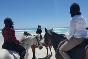 Horse Ride - Beach or Mountain View : Cape Town