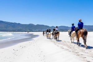 Horse Ride - Beach or Mountain View : Cape Town