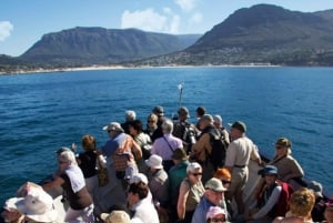 Hout Bay: Duiker Island Seal Colony Cruise