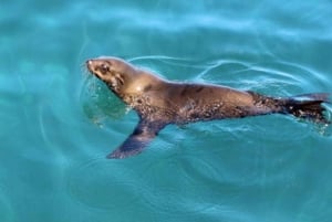 Hout Bay: crociera sulla colonia di foche dell'isola di Duiker
