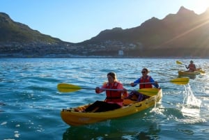 Hout Bay: Guided Kayaking Adventure