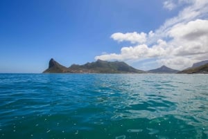 Hout Bay: Seal Island and Marine Life Guided Boat Tour