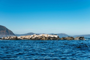 Hout Bay: Seal Snorkeling Experience