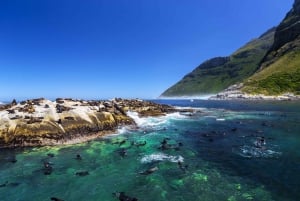Hout Bay: Seal Snorkeling Experience