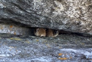 Escursione sulla Table Mountain India Venster e servizio di prelievo in hotel