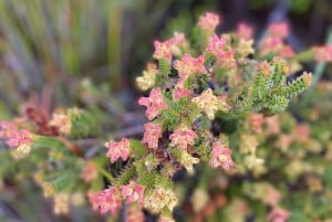 Escursione sulla Table Mountain India Venster e servizio di prelievo in hotel