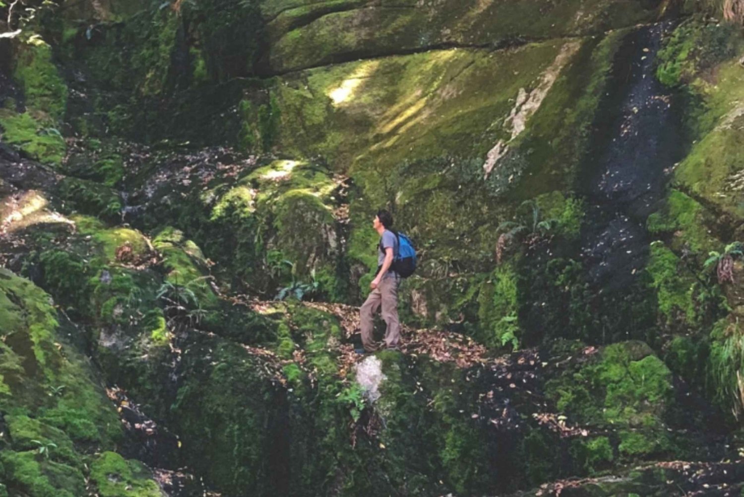 Guided Forest Hike Tour on Table Mountain, Cape Town