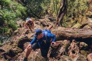 Wycieczka piesza z przewodnikiem po Górach Stołowych, Kapsztad