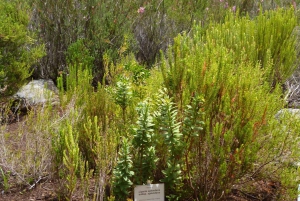 Kirstenbosch: Wycieczka z przewodnikiem audio