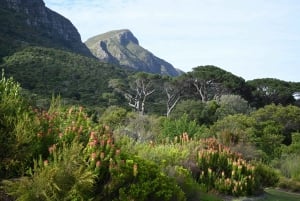 Kirstenbosch : Une visite guidée audioguidée