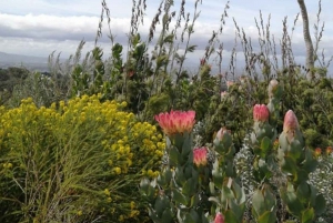 Kirstenbosch: Un audioguía autoguiado