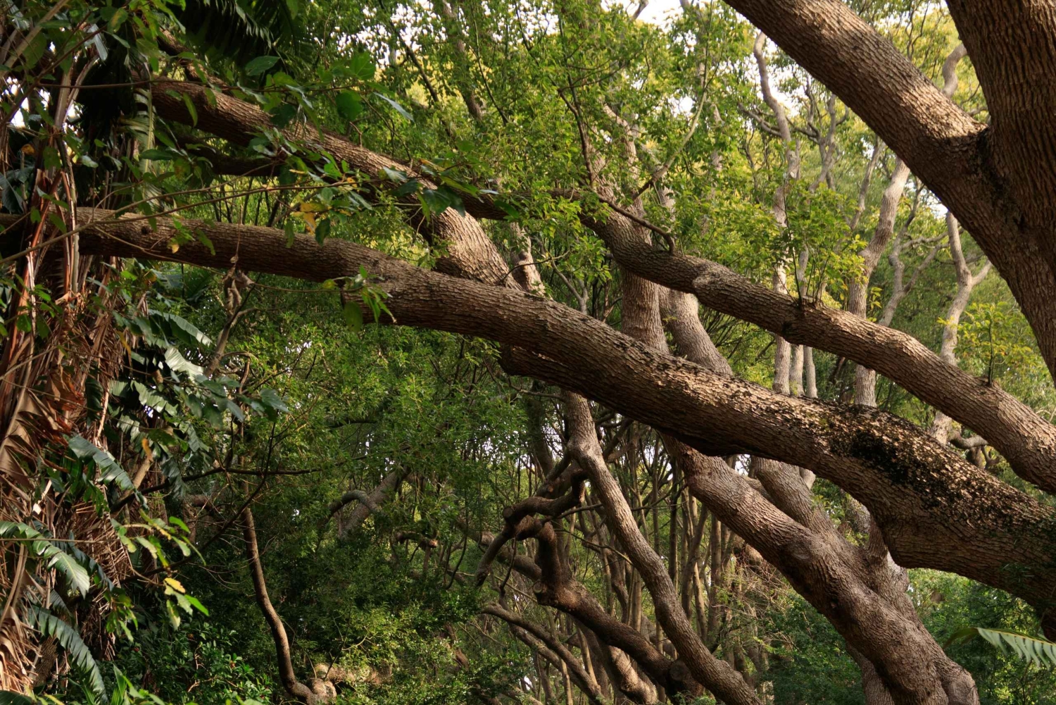 Kirstenbosch botaniske hage og Constantia vinregion