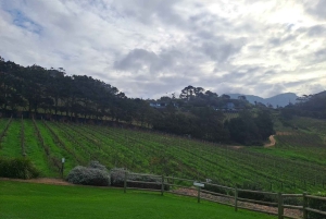 Kirstenbosch botaniske hage og Constantia vinregion