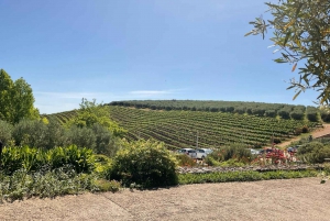 Giardini botanici di Kirstenbosch e degustazione di vini Constantia