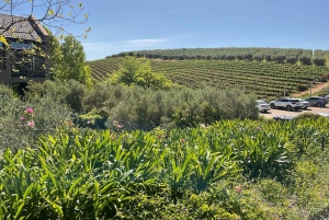 Botanisk hage i Kirstenbosch og vinsmaking i Constantia
