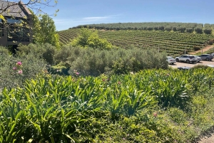 Kirstenbosch Botanical Gardens and Constantia Wine Tasting