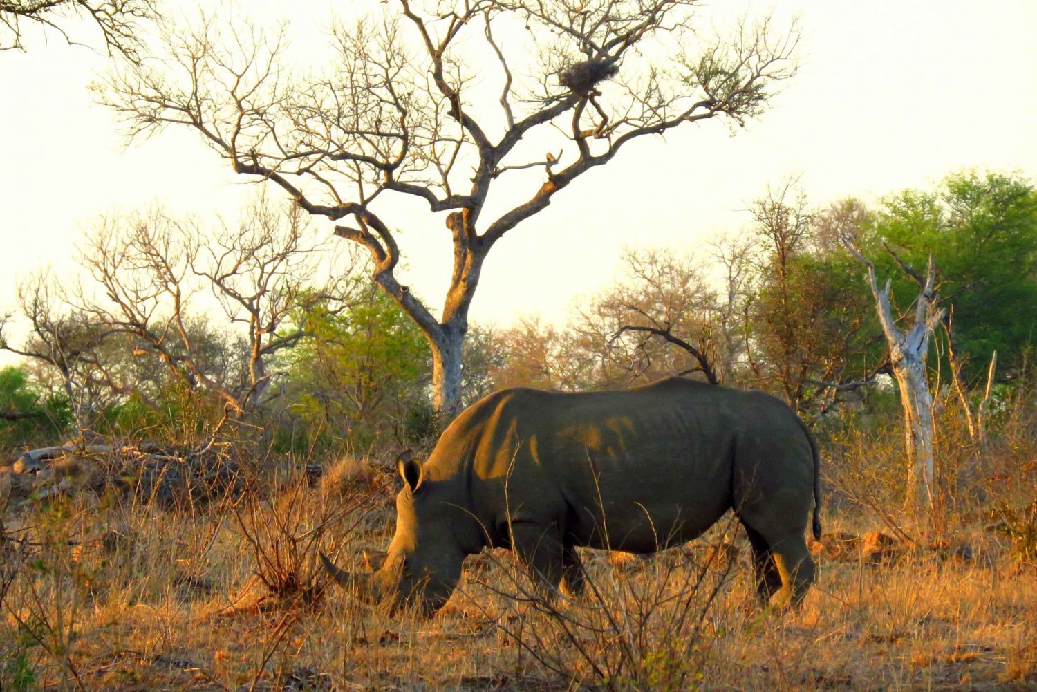 Parco Nazionale Kruger: 3 giorni di safari da Città del Capo
