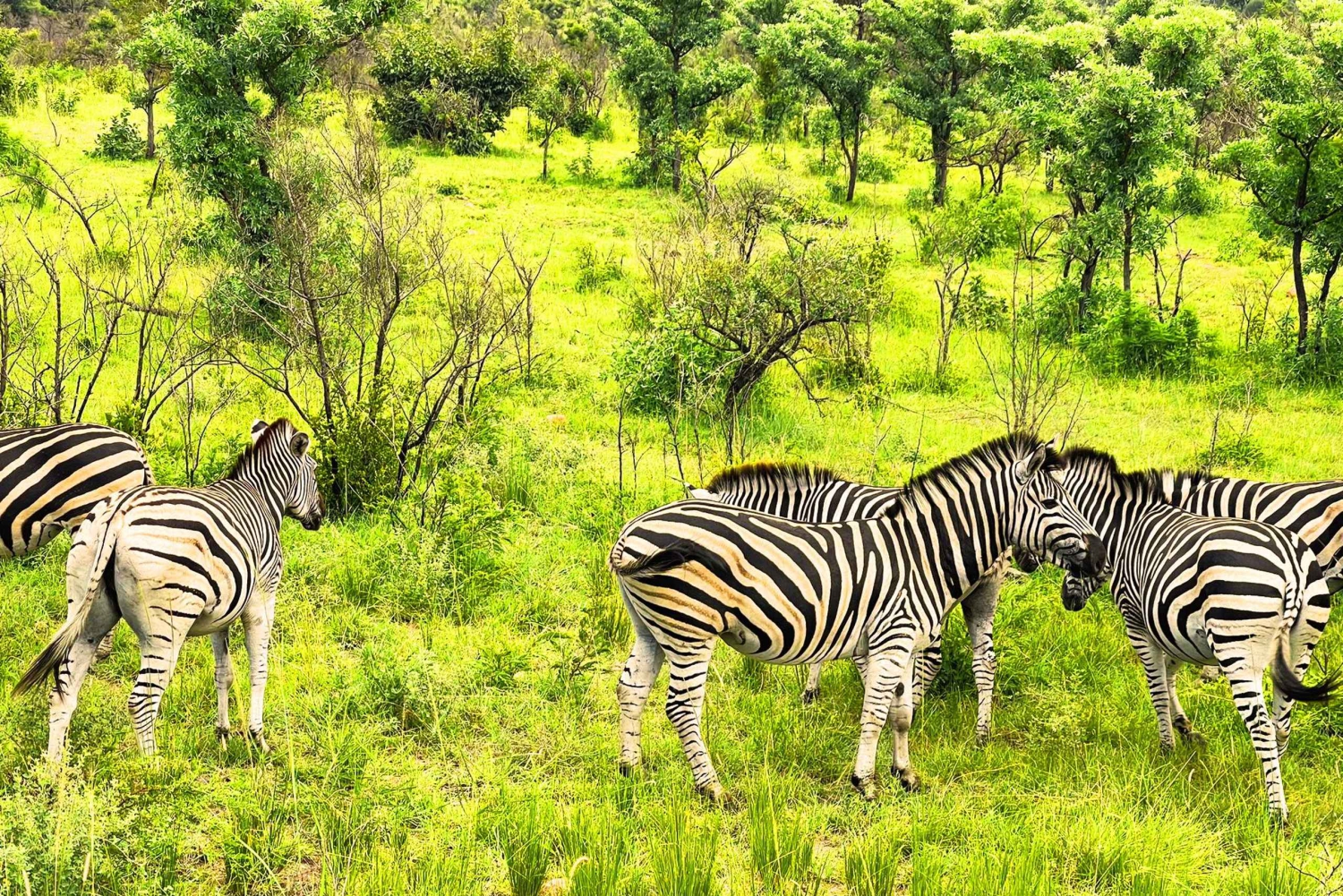 Kruger nationalpark 3 dagar Bästa safarin någonsin från Kapstaden