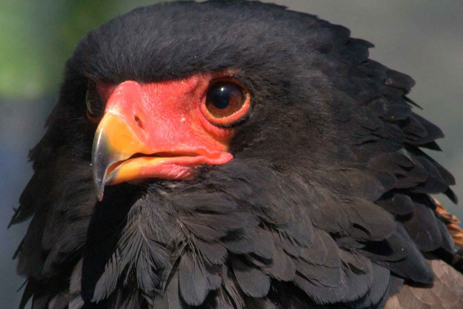 Kruger nationalpark 3 dagar Bästa safarin någonsin från Kapstaden