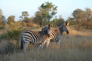 Kruger National Park 3 Days Best Ever Safari from Cape Town