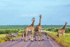 Kruger National Park 3 Days Best Ever Safari from Cape Town